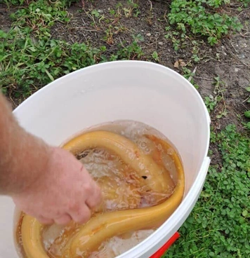 Ein weißer Plastikeimer, gefüllt mit Wasser, enthält mehrere gelbliche Aale. Eine Hand greift in den Eimer hinein, während dieser auf grasbewachsenem Boden in der Nähe eines Teiches oder Gewässers steht. Im Hintergrund sind grüne Pflanzen und ein Holzstamm am Ufer zu sehen.
