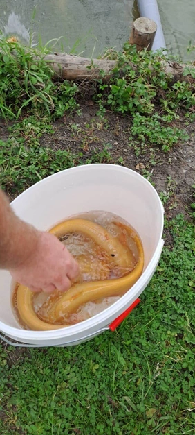 Ein weißer Plastikeimer, gefüllt mit Wasser, enthält mehrere gelbliche Aale. Eine Hand greift in den Eimer hinein, während dieser auf grasbewachsenem Boden in der Nähe eines Teiches oder Gewässers steht. Im Hintergrund sind grüne Pflanzen und ein Holzstamm am Ufer zu sehen.