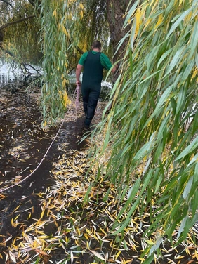 Eine Person in grüner Wathose hält ein Seil und geht durch eine von herbstlichen Weidenbäumen überhängende Landschaft. Gelbe und grüne Blätter bedecken den Boden und das Wasser.